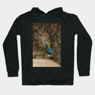 Peacock Hoodie